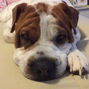 Meet your Posher, Alba